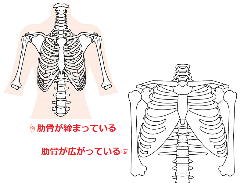 肋骨の正しい＆間違い位置のイラスト