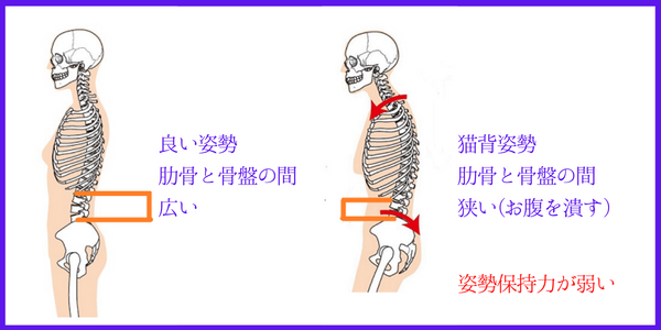 骨格図。姿勢崩れの原因を図解